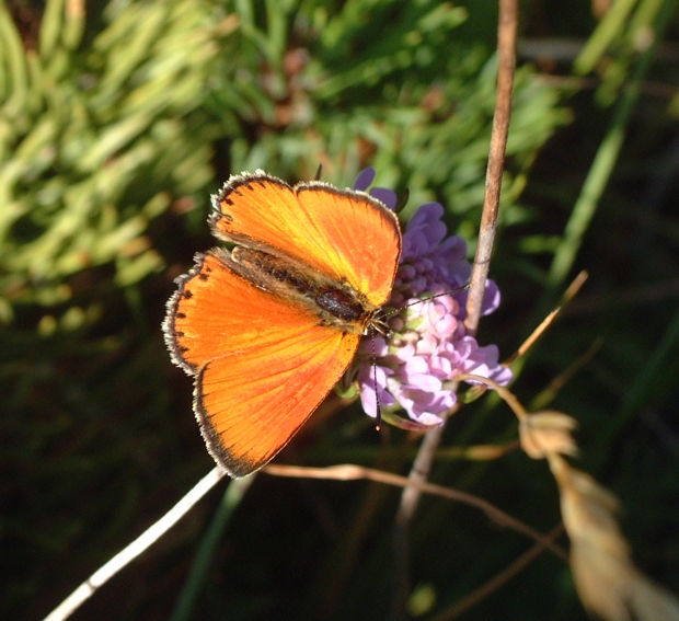 Lycaena virgaureae